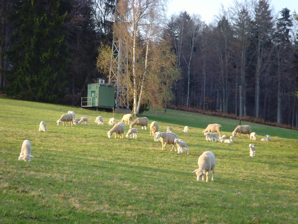 Gasthaus Na Zvonici Pasek Exterior foto